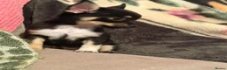 Chorkie dogs for sale: Chihuahua x yorkie - Advert 1