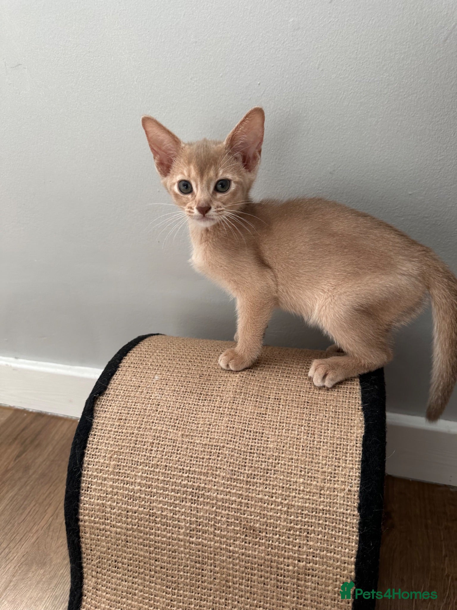 Abyssinian cats Abyssinian kittens  - Advert 2