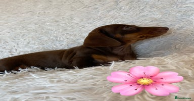 Miniature Dachshund dogs - Advert 5