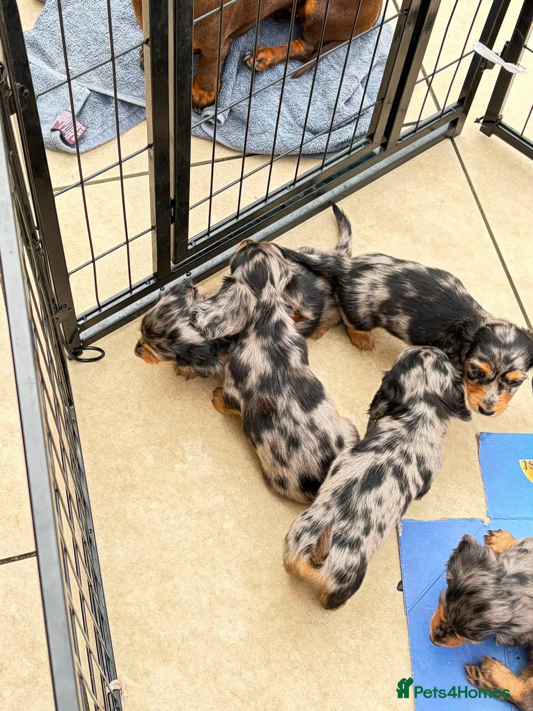 Miniature Dachshund dogs for sale: Long haired silver Dapple Mini Daschund Girl 🩷🩷 - Advert 15