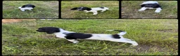 English Springer Spaniel dogs for sale: KC Registered English Springer Spaniel Pups  - Advert 2