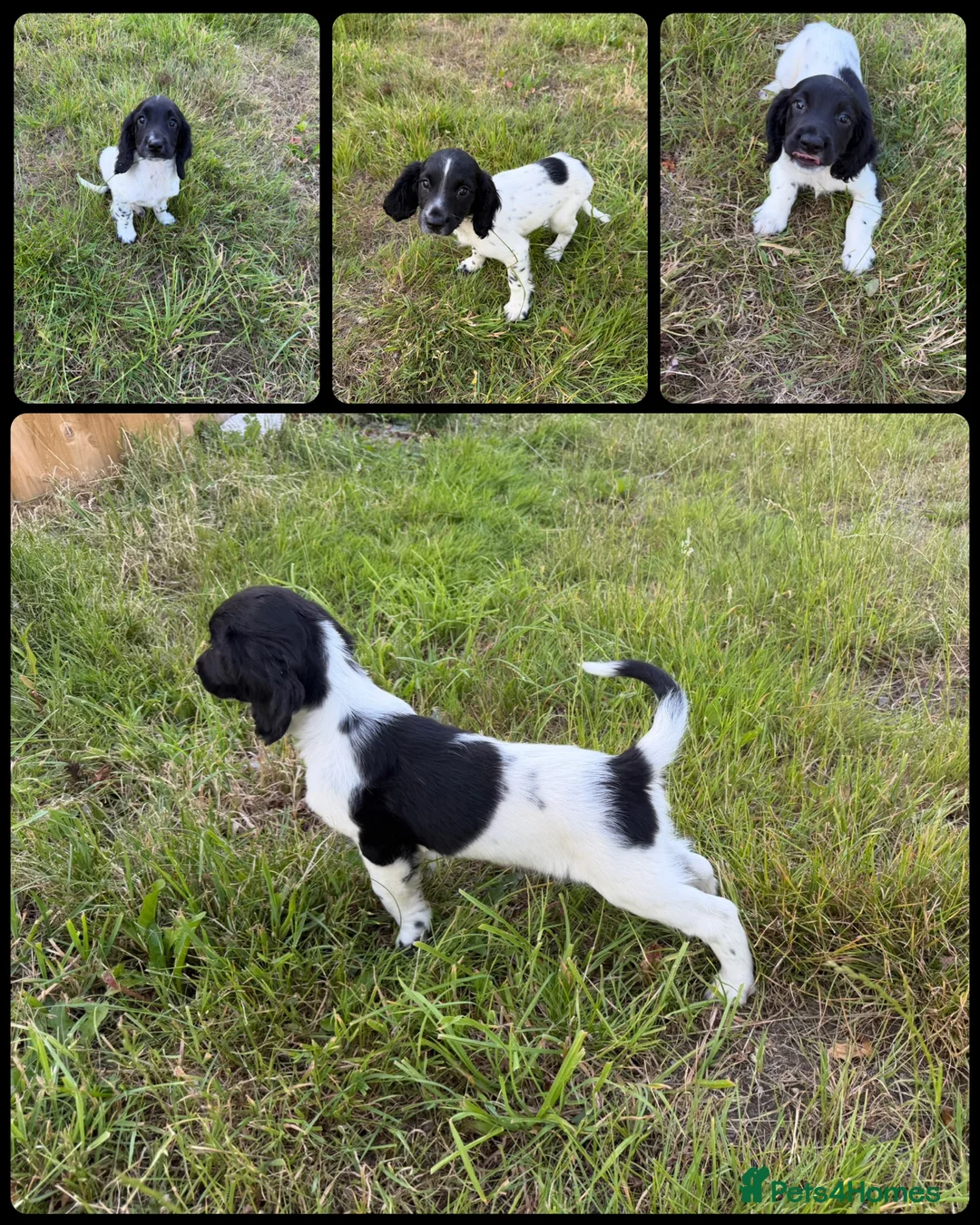 English Springer Spaniel dogs for sale: KC Registered English Springer Spaniel Pups  - Advert 2