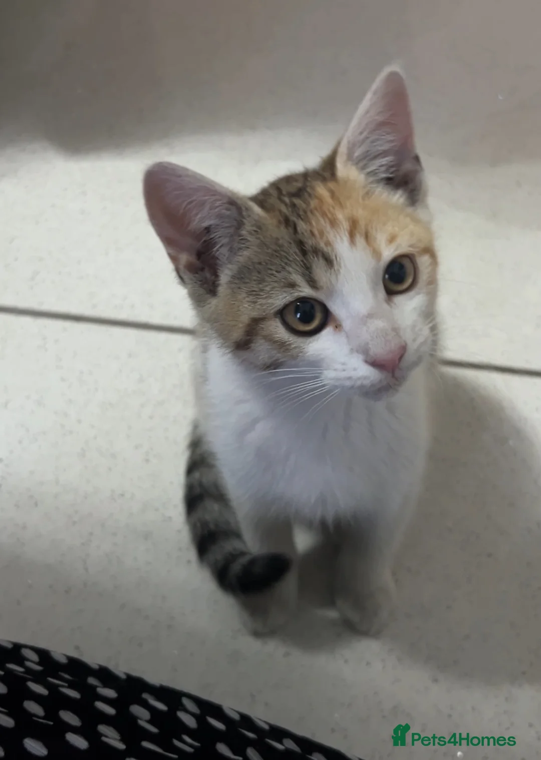 Mixed Breed cats for sale: Gorgeous tabby kitten - Advert 5
