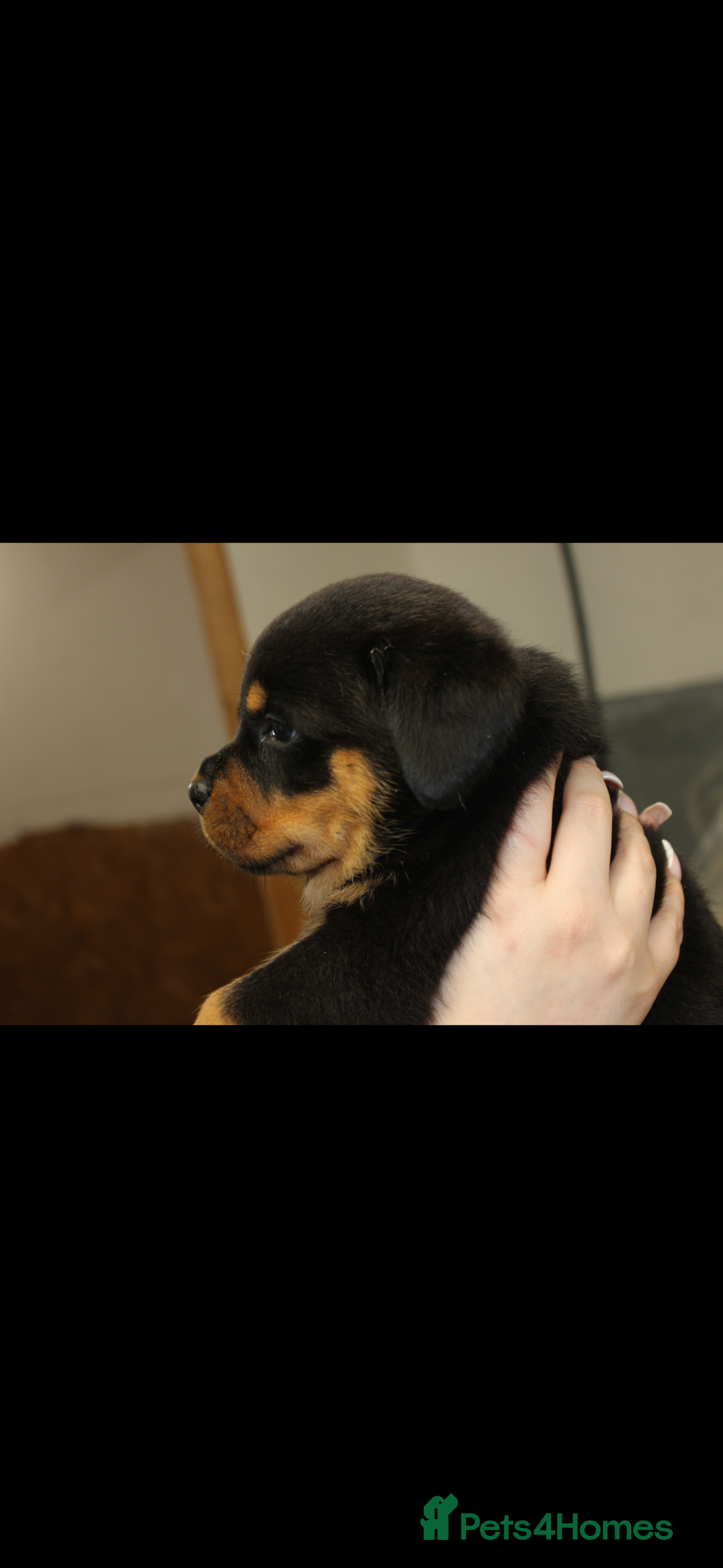 Rottweiler dogs for sale: Stunning Rottweiler Puppies  - Advert 9