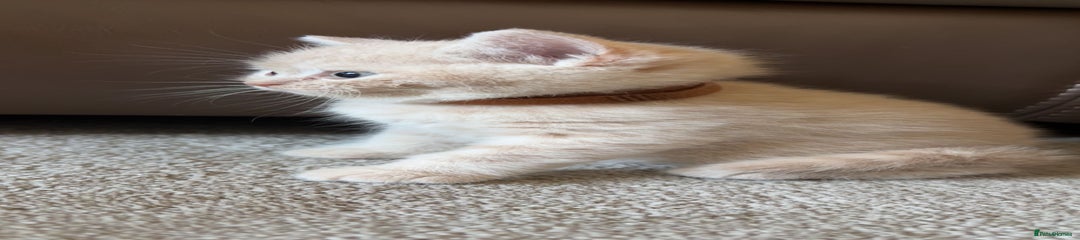 British Shorthair Cream