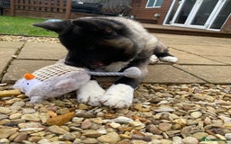 Akita dogs for sale: 4 year old Akita  - Image 40