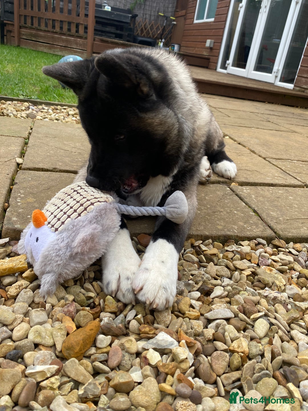 Akita dogs for sale: 4 year old Akita  - Image 40
