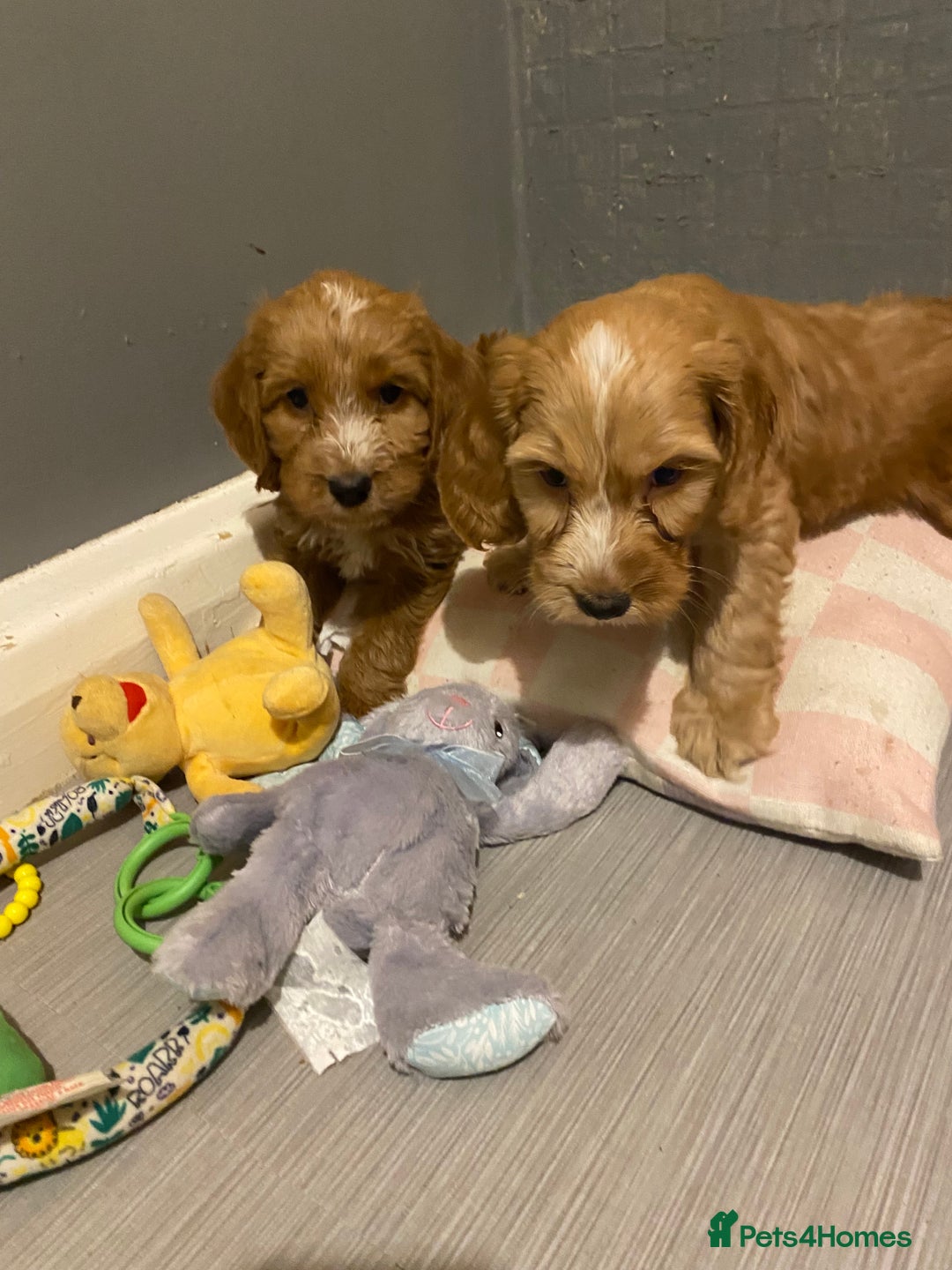 Labradoodle dogs for sale:  Australian Labradoodles Show Cocker Spaniel - Image 17