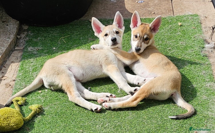 Saarloos Wolfdog dogs in Wigan - Advert 1