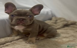 French Bulldog dogs for sale: 💕🐾 Stunning French bulldogs 🐾💕 - Advert 10