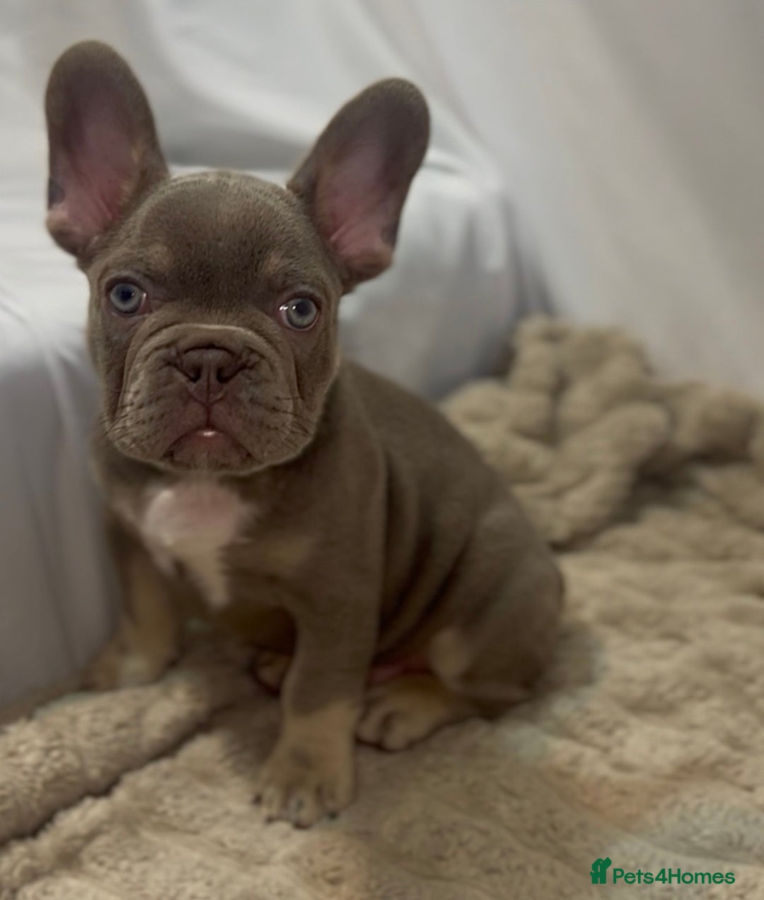 French Bulldog dogs for sale: 💕🐾 Stunning French bulldogs 🐾💕 - Advert 10