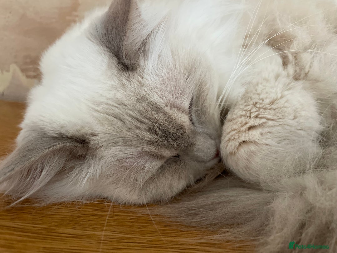 Ragdoll cats for sale: Ready to retire  - Image 10