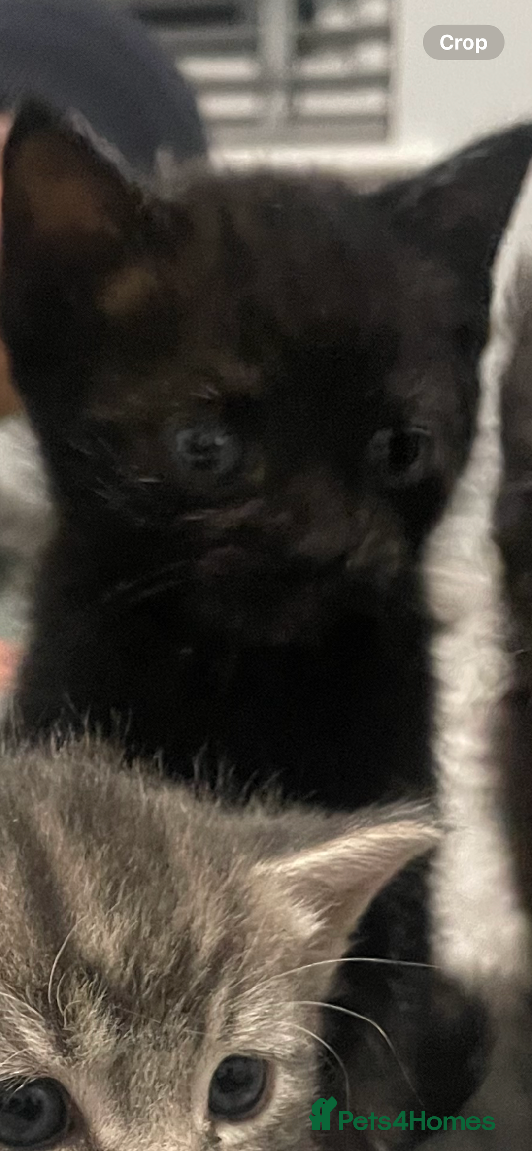 Mixed Breed cats for sale: Main coon cross - Advert 2