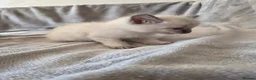 Siamese cats for sale: Silver colour point kittens  in Wallsend - Advert 3