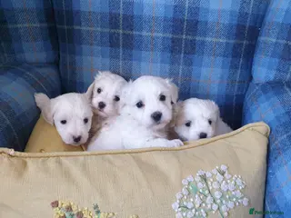 Coton De Tulear dogs K.C. Reg. Coton de Tulear, health tested parents - Advert 5