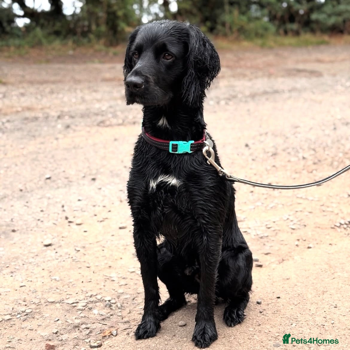 Sprocker dogs Male 2 year old sprocker  - Advert 1