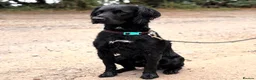 Sprocker dogs for sale: Male 2 year old sprocker  - Advert 1