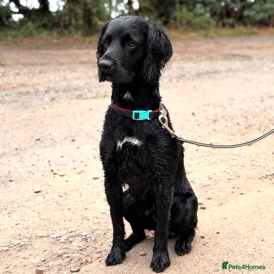 Sprocker dogs for sale: Male 2 year old sprocker  - Advert 1