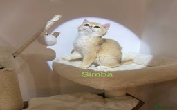 British Shorthair cats for sale: Rare Golden NY12 British Shorthair Boy - Image 8