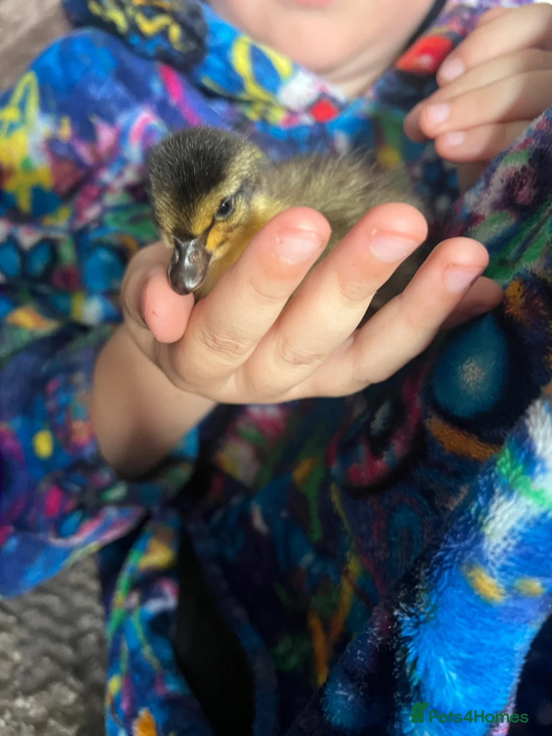Ducks poultry for sale: Call ducklings  in Kidderminster - Advert 2