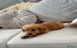 Labradoodle dogs for sale: Beautiful Labradoodle  - Image 2