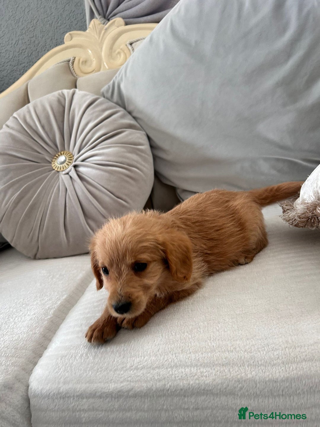 Labradoodle dogs for sale: Beautiful Labradoodle  - Image 2