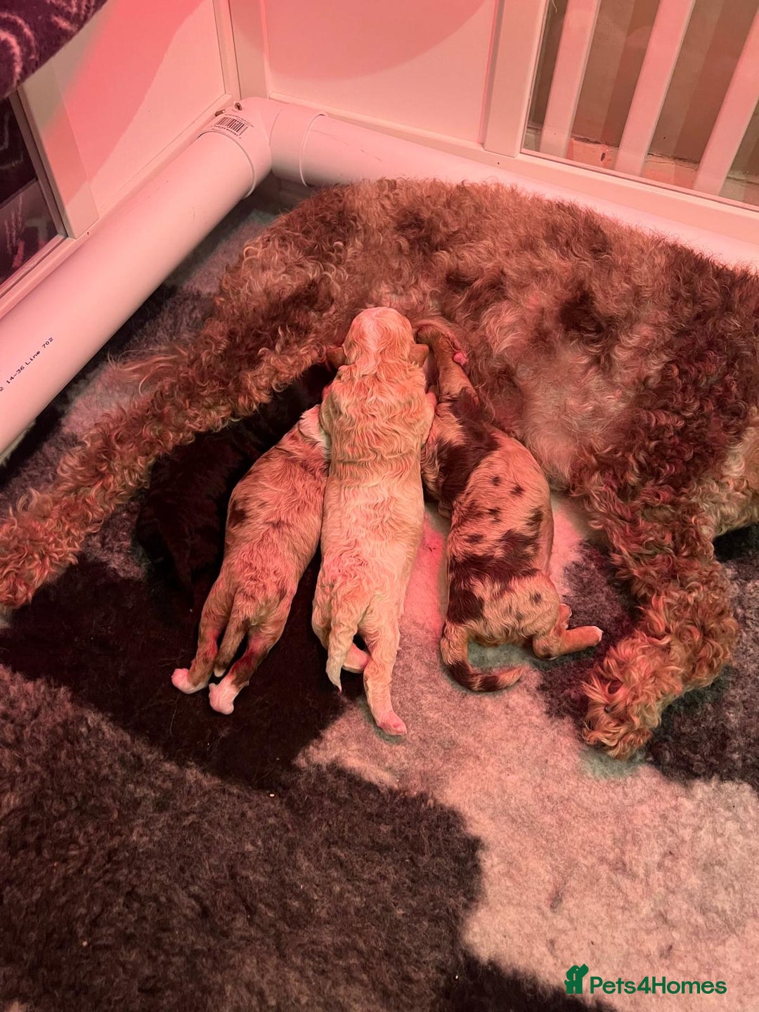 Cavapoo dogs for sale: 2 Male 2 Female unique colours Cavapoo’s - Advert 11