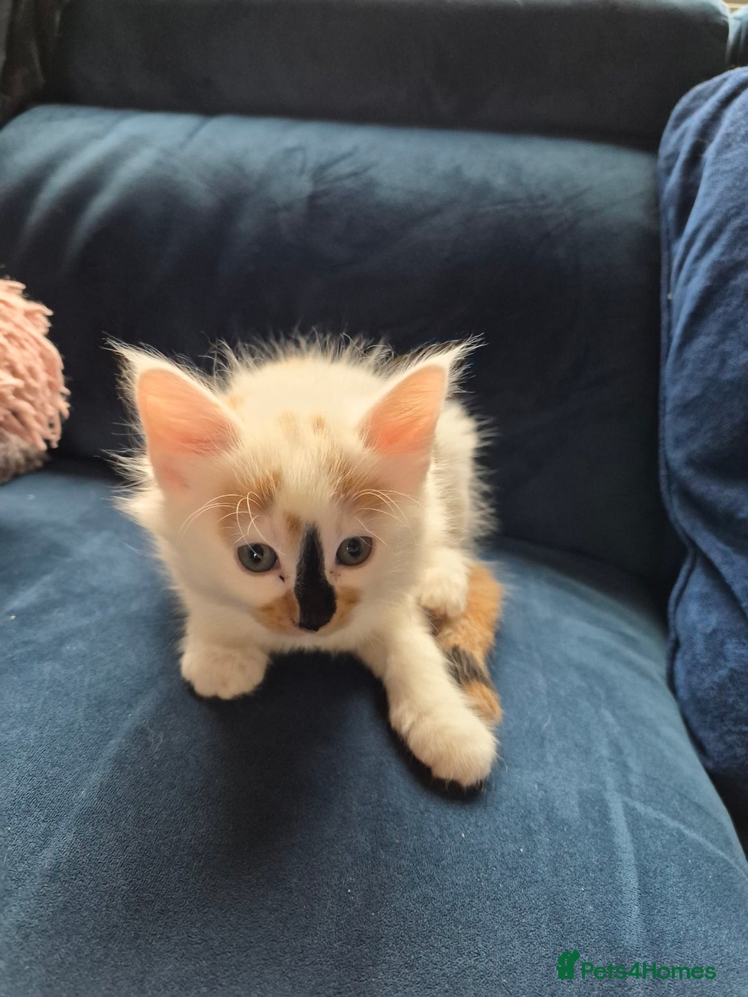 Mixed Breed cats for sale: Half maine coon kittens  - Advert 2