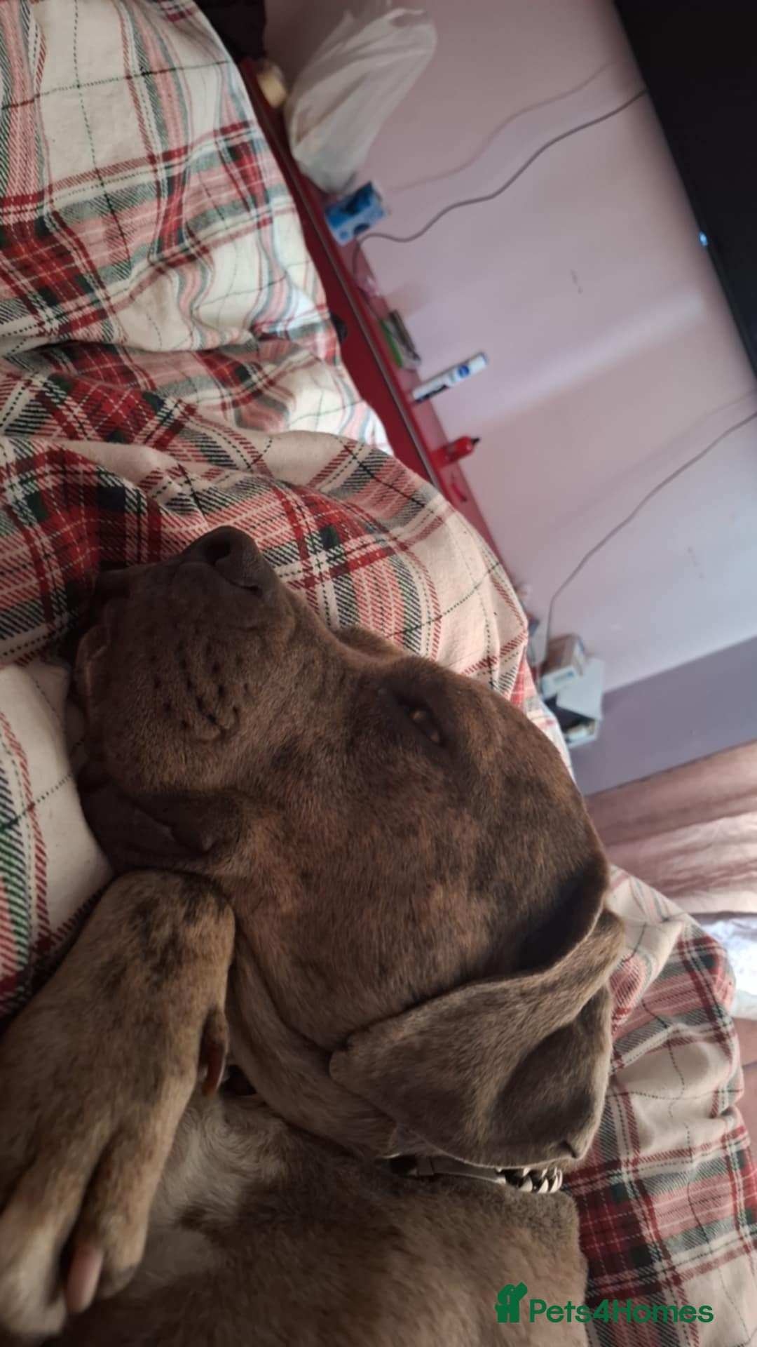 Mixed Breed dogs for sale: Dog for sale  - Image 2