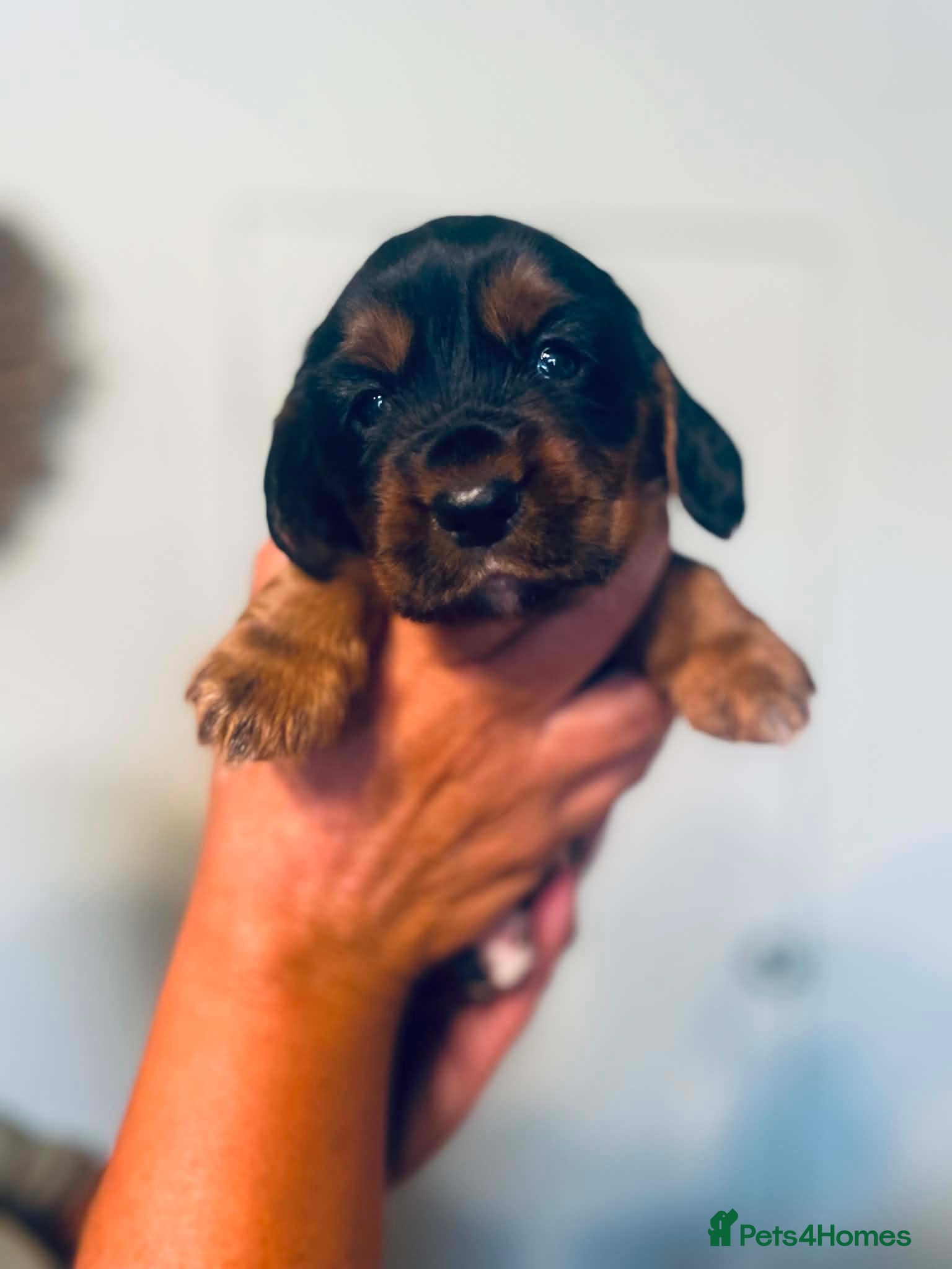 Cocker Spaniel dogs Stunning litter of KC Reg Working Cockers - Advert 2
