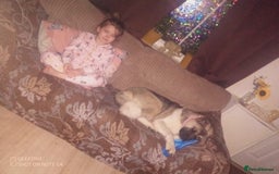 Akita dogs for sale: Gorgeous friendly girl needs new home  - Image 3