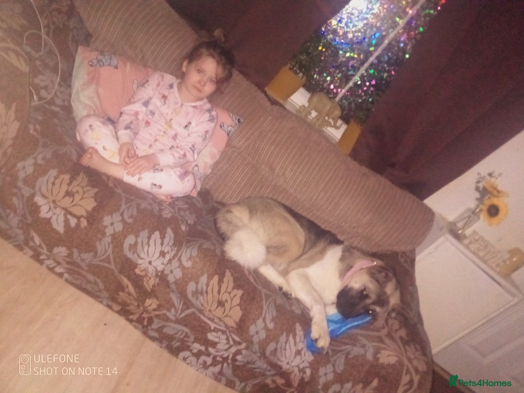 Akita dogs for sale: Gorgeous friendly girl needs new home  - Image 3
