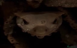 Gecko reptiles for sale: Harlequin Tricolour Crested Gecko + Large Tank - Advert 7