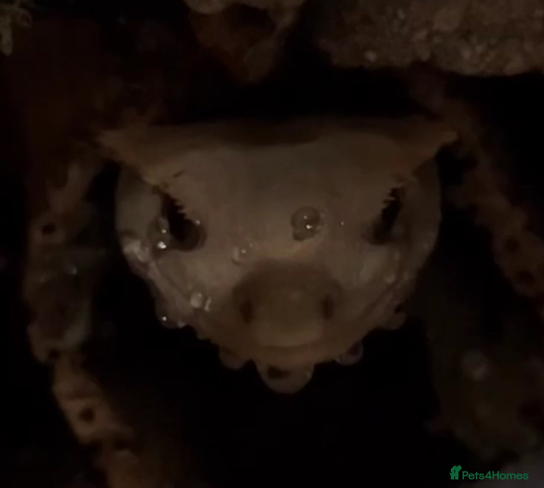 Gecko reptiles for sale: Harlequin Tricolour Crested Gecko + Large Tank - Advert 7