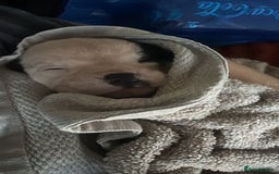 Mixed Breed dogs for sale: Pups for sale - Image 31
