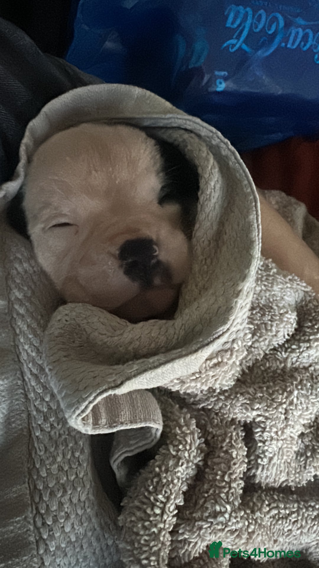 Mixed Breed dogs for sale: Pups for sale - Image 31