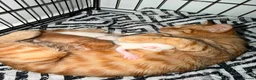 Persian cats for sale: Persian and British Shorthair Kittens  - Advert 7
