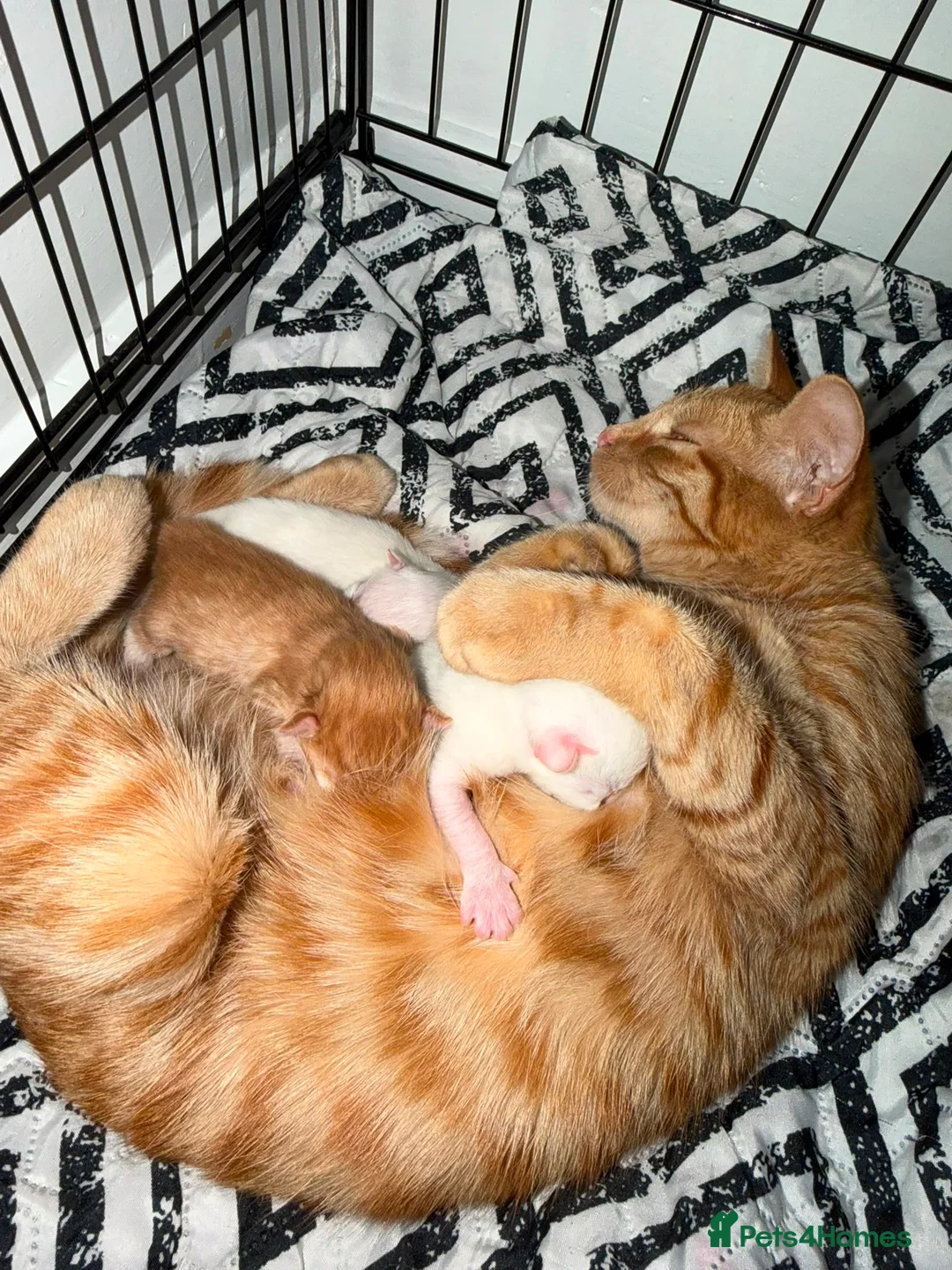 Persian cats for sale: Persian and British Shorthair Kittens  - Advert 7