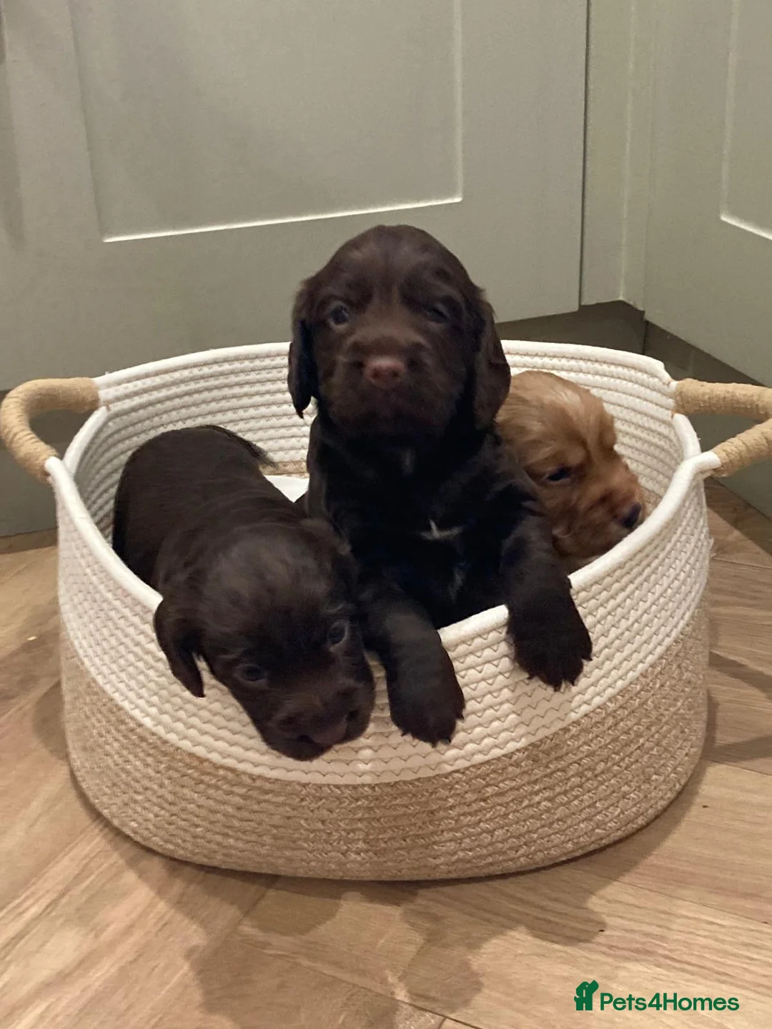 Cocker Spaniel dogs for sale: Lovely Litter of KC registered puppies for sale - Advert 11