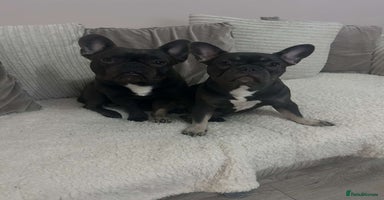 French Bulldog dogs Newborn Gorgeous Lilac, Fawn, Tan and Blue Frenchi - Advert 16