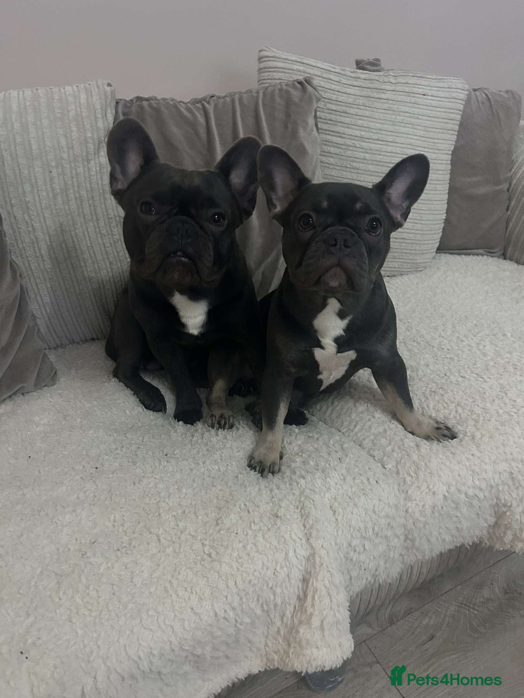 French Bulldog dogs for sale: Gorgeous Lilac, Pink Isabella, & Blue Frenchies - Advert 6