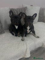 French Bulldog dogs Newborn Gorgeous Lilac, Fawn, Tan and Blue Frenchi - Advert 4