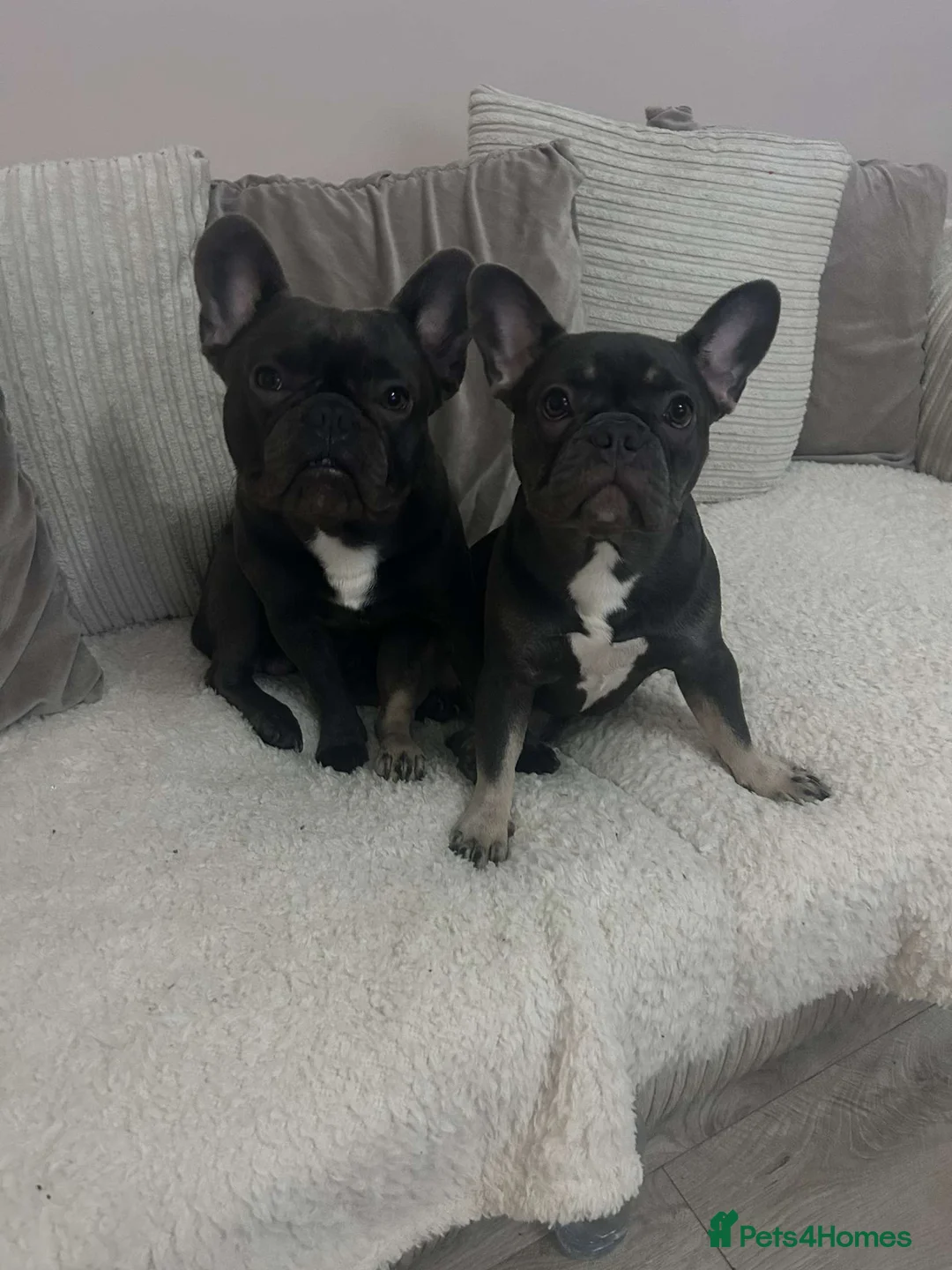 French Bulldog dogs for sale: Gorgeous Lilac, Pink Isabella, & Blue Frenchies - Advert 7