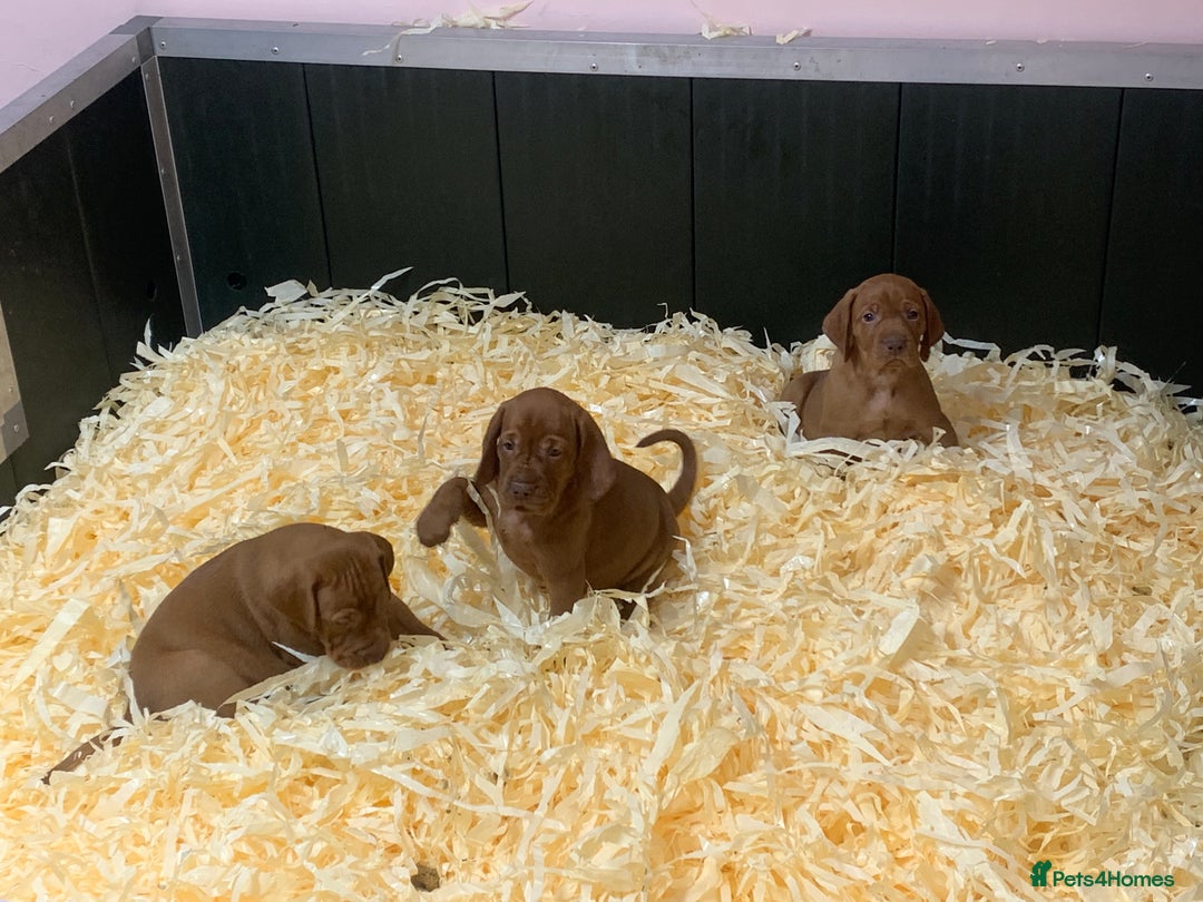 Hungarian Vizsla dogs for sale: Stunning Hungarian Vizsla Puppies  - Image 4
