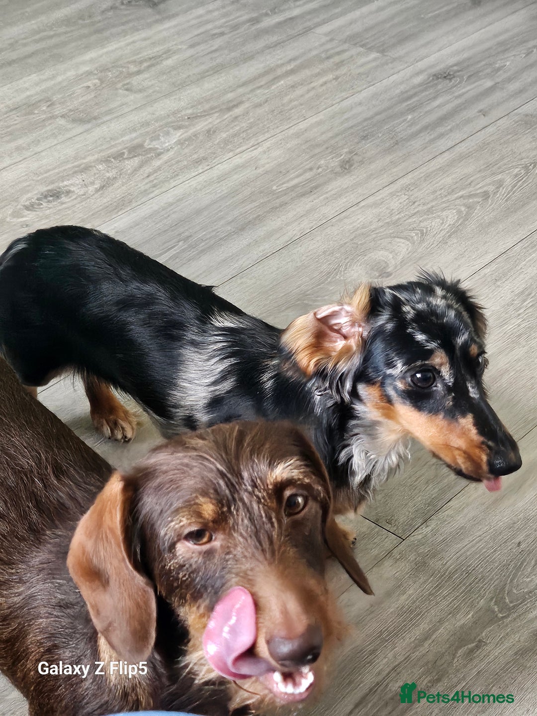 Dachshund dogs for sale: TWO DAUSHUNDS - Image 1