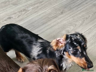 Dachshund dogs - Advert 2