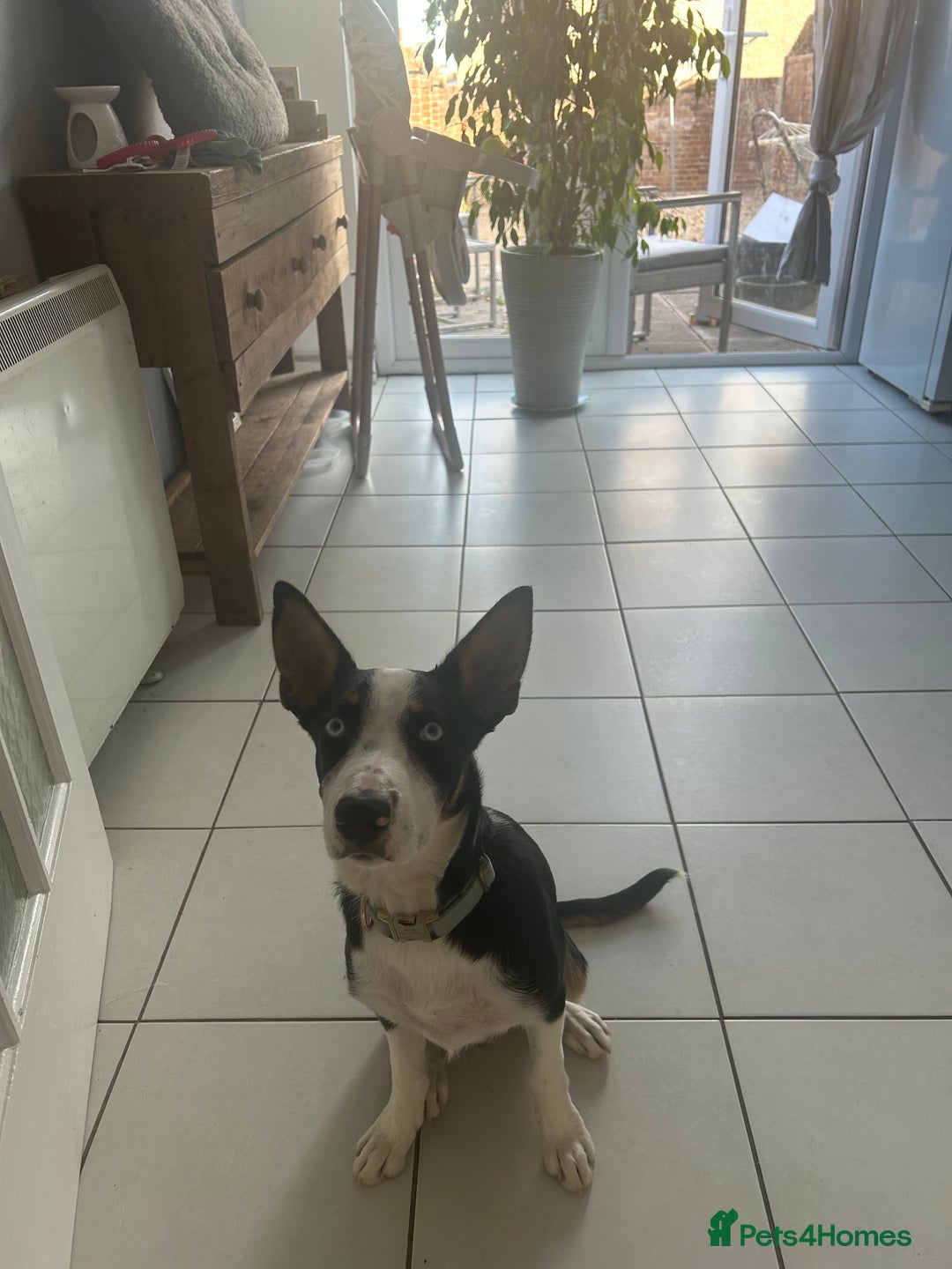 Border Collie dogs for sale: Ronnie  - Image 2