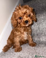 Cavapoo dogs in Dudley - Advert 2