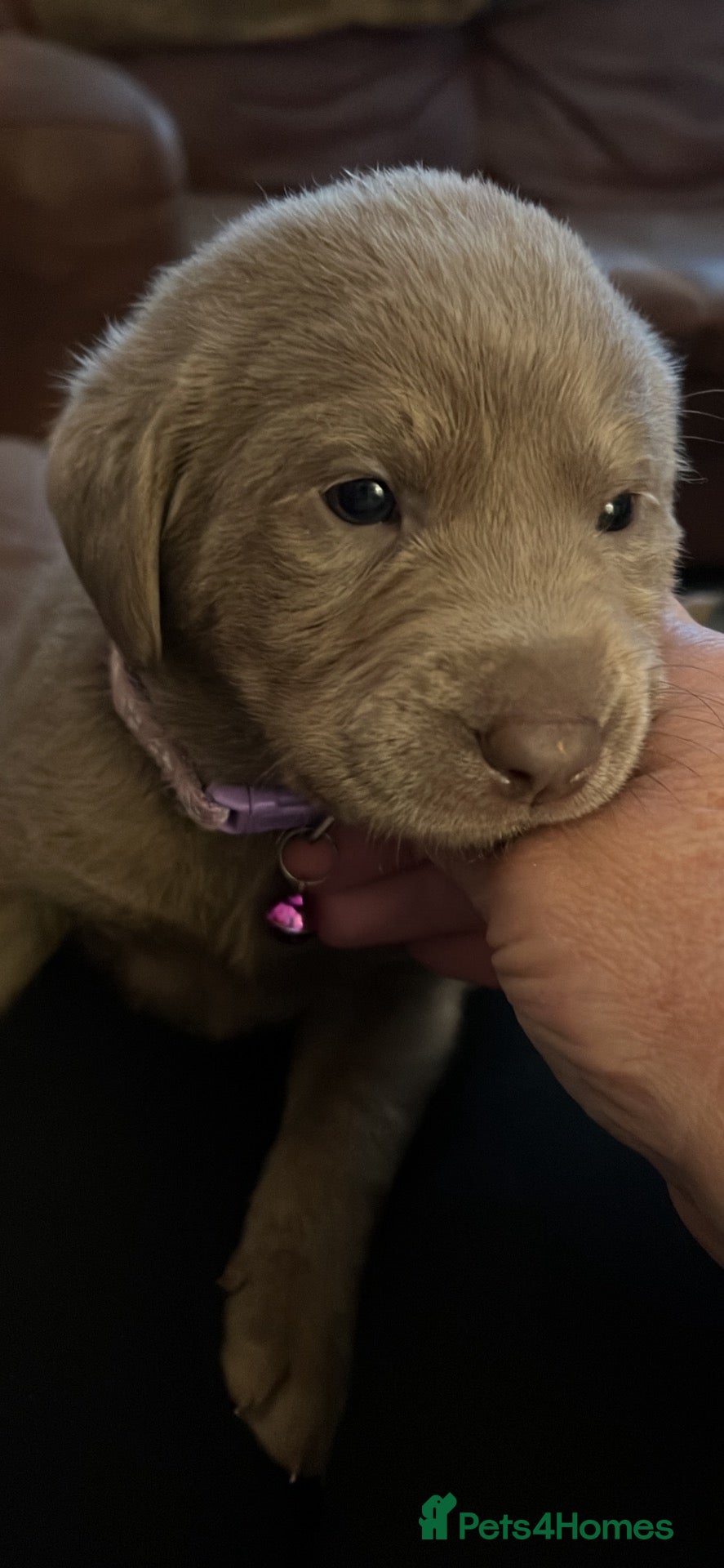 Labrador Retriever dogs for sale: Dna clear kc silver labrador pups  - Advert 15