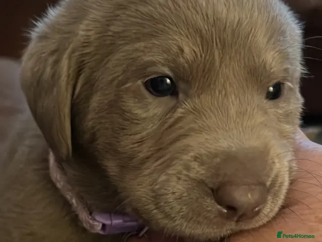 Labrador Retriever dogs for sale: Dna clear kc silver labrador pups - Advert 15